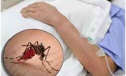 प्राण घातक हो रहा डेंगू का डंक प्राण घातक हो रहा डेंगू का डंक