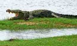 मगरमच्छ का शव बरामद होने पर वन विभाग जांच में जुटा मगरमच्छ का शव बरामद होने पर वन विभाग जांच में जुटा