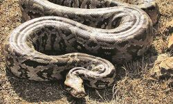 हर की पैड़ी पर निकले अजगर ने मचाया हड़कंप- पकड़कर छोड़ा दूर