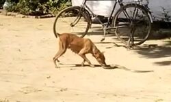 मालिक को बचाने को सांप से भिड़ गया कुत्ता- आधा घंटा चली फाइट मालिक को बचाने को सांप से भिड़ गया कुत्ता- आधा घंटा चली फाइट