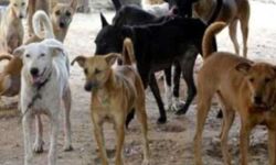 थानेदार पर कुत्ते ने किया जानलेवा हमला- चबा डाला हाथ