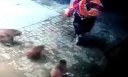 बच्चों को छोड़ने खड़ी महिला पर बंदरों का हमला- ऐसे बची जान