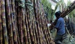 गन्ना आपूर्ति में असुविधा से बचने हेतु घोषण पत्र भरना अपरिहार्य