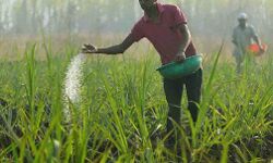 किसानों को यूरिया उर्वरक उपलब्ध कराने की मांग किसानों को यूरिया उर्वरक उपलब्ध कराने की मांग