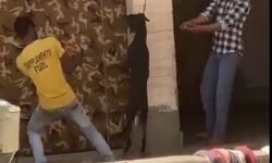 बेरहमी से कुत्ते का गला दबाकर हत्या करने का वीडियो वायरल