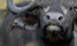 भैंस ने किया ऐसा कारनामा- वीडियो वायरल- IPS बोले भैंस बड़ी या अकल? भैंस ने किया ऐसा कारनामा- वीडियो वायरल- IPS बोले भैंस बड़ी या अकल?