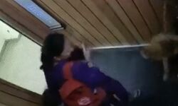 लिफ्ट के भीतर फिर कुत्ते का बच्चे पर हमला- लगे 4 टांके लिफ्ट के भीतर फिर कुत्ते का बच्चे पर हमला- लगे 4 टांके