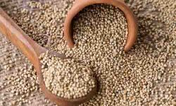 मुख्यमंत्री ने की असम बाजरा अभियान की शुरुआत