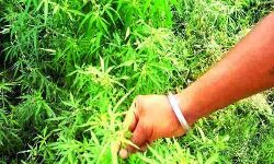 इतने लाख रुपए से अधिक मूल्य के गांजे के पौधे जब्त, एक आरोपी गिरफ्तार इतने लाख रुपए से अधिक मूल्य के गांजे के पौधे जब्त, एक आरोपी गिरफ्तार