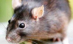 गजब-थाने में पल रहे चूहे खा गए 195 किलो गांजे की खेप- कोर्ट भी हैरान गजब-थाने में पल रहे चूहे खा गए 195 किलो गांजे की खेप- कोर्ट भी हैरान