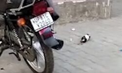 दस मिनट में हो गया खेल-दारू के शौकीन बंदर ले उड़े सिपाही की बोतल दस मिनट में हो गया खेल-दारू के शौकीन बंदर ले उड़े सिपाही की बोतल