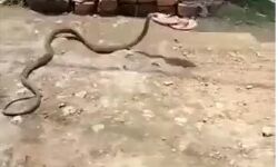 सांप निकला पूरा स्मार्ट चप्पल चोर- बेहयाया ले भागा महिला की चप्पल सांप निकला पूरा स्मार्ट चप्पल चोर- बेहयाया ले भागा महिला की चप्पल