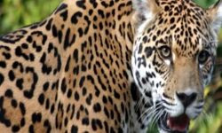 मुंह में दबाकर ले गए गुलदार ने 12 साल के किशोर को बनाया निवाला मुंह में दबाकर ले गए गुलदार ने 12 साल के किशोर को बनाया निवाला