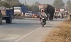 हाईवे पर गजराज का राज- हाथी को देख थमी रही लोगों की सांसें हाईवे पर गजराज का राज- हाथी को देख थमी रही लोगों की सांसें