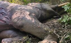 हाथियों के बीच जमकर हुआ महाभारत- संघर्ष में नर हाथी की मौत