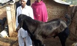 डेढ़ साल की उम्र में बन गया 13 बच्चों का बाप और देता है दूध डेढ़ साल की उम्र में बन गया 13 बच्चों का बाप और देता है दूध