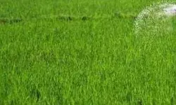 किसानों को वितरित किए पीएम फसल बीमा के तहत इतने करोड़ रुपये किसानों को वितरित किए पीएम फसल बीमा के तहत इतने करोड़ रुपये