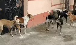 महिला पर सात कुत्तों न किया हमला- मौजूदा लोगों ने ऐसे बचाई जान महिला पर सात कुत्तों न किया हमला- मौजूदा लोगों ने ऐसे बचाई जान