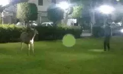 मंत्री के आश्रम में घंटों तक मचा उत्पात- रेस्क्यू टीम के छूटे पसीने