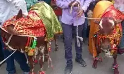 दूल्हा बने बछड़े और दुल्हन बनी बछिया की बारात में नाचा पूरा गांव