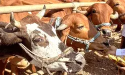 आकस्मिक निरीक्षण कर जिलाधिकारी ने गौशाला में पकड़ा लाखों का घोटाला आकस्मिक निरीक्षण कर जिलाधिकारी ने गौशाला में पकड़ा लाखों का घोटाला