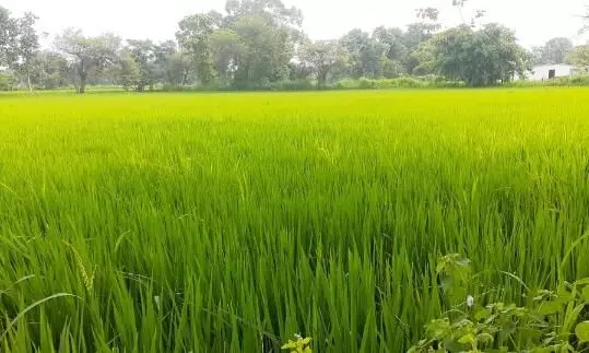 खेतों के लिए किसानों को मिली इतने करोड़ रुपये की सहायता