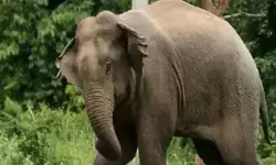 घास काटने गई महिलाओं पर हाथी का हमला- एक की मौत, चार घायल