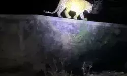 फिर दिखाई दिया तेंदुआ- तलाश में शुरू हुई कांबिंग- लोगों में दहशत फिर दिखाई दिया तेंदुआ- तलाश में शुरू हुई कांबिंग- लोगों में दहशत