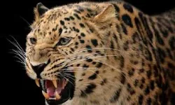 जंगल से निकलकर तेंदुए ने किया किसान पर हमला- हुई ऐसी हालत जंगल से निकलकर तेंदुए ने किया किसान पर हमला- हुई ऐसी हालत