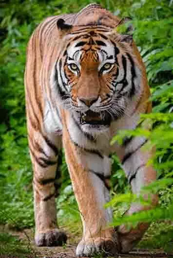 करंट लगने से एक बाघ सहित दो वन्य प्राणियों की मौत
