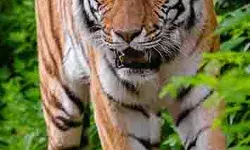 करंट लगने से एक बाघ सहित दो वन्य प्राणियों की मौत करंट लगने से एक बाघ सहित दो वन्य प्राणियों की मौत