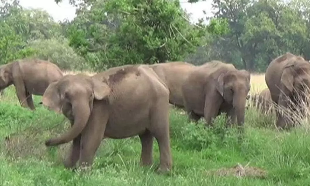 जंगली हाथी ने राहगीर पर किया हमला, जिला प्रशासन ने लगाया कर्फ्यू