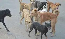 कुत्तो का आंतक- महिला पर कुत्तों के झुंड ने किया हमला- हुई ऐसी हालत