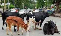 आवारा मवेशी छोड़ने वाले पशुपालकों के खिलाफ होगी सख्त कार्रवाई आवारा मवेशी छोड़ने वाले पशुपालकों के खिलाफ होगी सख्त कार्रवाई