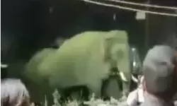 शराब के ठेके पर हाथियों के झुंड को देखते ही दारू की चाहत हुई काफूर शराब के ठेके पर हाथियों के झुंड को देखते ही दारू की चाहत हुई काफूर