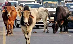 आवारा मवेशी मुक्त शहर बनाने के लिए अधिकारियों की तय होगी जिम्मेदारी आवारा मवेशी मुक्त शहर बनाने के लिए अधिकारियों की तय होगी जिम्मेदारी