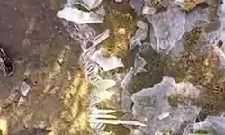 सर्दी का सितम- हैंडपंप का पानी जमा- माइनस में पहुंचा पारा 7 डिग्री पर सर्दी का सितम- हैंडपंप का पानी जमा- माइनस में पहुंचा पारा 7 डिग्री पर