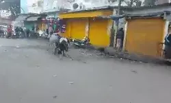 दो सांडो की लडाई से सडक पर लगा कर्फ्यू- रेहडे ठेलिया क्षतिग्रस्त दो सांडो की लडाई से सडक पर लगा कर्फ्यू- रेहडे ठेलिया क्षतिग्रस्त