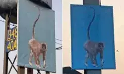 नया फंडा- तस्वीर के साथ गूंजेगी लंगूर की आवाज- बंदर नहीं दिखाई देंगे.. नया फंडा- तस्वीर के साथ गूंजेगी लंगूर की आवाज- बंदर नहीं दिखाई देंगे..