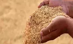 धान की खरीदारी नही होने से किसान फांसी लगाने को तैयार- प्रशासन ने मनाया धान की खरीदारी नही होने से किसान फांसी लगाने को तैयार- प्रशासन ने मनाया