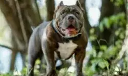 खूंखार हुए पिटबुल डॉग ने पालतू कुत्ते को किया घायल- शिकायत पर... खूंखार हुए पिटबुल डॉग ने पालतू कुत्ते को किया घायल- शिकायत पर...