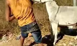 बेमतलब पिटाई से आहत गधे ने मालिक की टांग पकड़ ऐसे बनाई चकरघिन्नी बेमतलब पिटाई से आहत गधे ने मालिक की टांग पकड़ ऐसे बनाई चकरघिन्नी