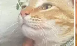 लो जी लापता हो गया महिला प्रिंसिपल का बिलाऊ- ढूंढकर लाओ और ले... लो जी लापता हो गया महिला प्रिंसिपल का बिलाऊ- ढूंढकर लाओ और ले...