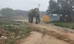 गांव में गजराज की दस्तक होते ही मची अफरा तफरी- जान बचाने को... गांव में गजराज की दस्तक होते ही मची अफरा तफरी- जान बचाने को...