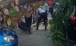 सड़क किनारे खड़ा पेड जमीन पर गिरा- दबी कई गाड़ियां- फैली अफरातफरी सड़क किनारे खड़ा पेड जमीन पर गिरा- दबी कई गाड़ियां- फैली अफरातफरी