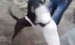 कुत्तो के चक्कर में ताऊ का बन गया हवाई जहाज?, वीडियो वायरल