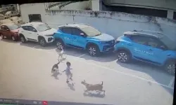 नरभक्षी आवारा कुत्तों ने 5 साल के बच्चे की ले ली नोच नोचकर जान नरभक्षी आवारा कुत्तों ने 5 साल के बच्चे की ले ली नोच नोचकर जान