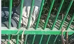 पिंजरे में तेंदुआ तो फंसा नहीं- भीतर बंद हो गया मुर्गी चोर पिंजरे में तेंदुआ तो फंसा नहीं- भीतर बंद हो गया मुर्गी चोर