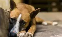 ओह कहां तक गिरेगा इंसान- हैवान ने कुत्ते को भी नहीं छोड़ा- किया रेप ओह कहां तक गिरेगा इंसान- हैवान ने कुत्ते को भी नहीं छोड़ा- किया रेप