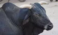 सांड की सफाईकर्मी से अदावत बनी चर्चा का विषय सांड की सफाईकर्मी से अदावत बनी चर्चा का विषय